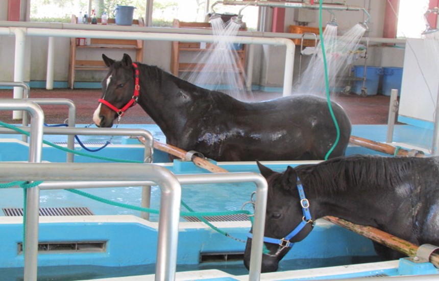 JRA競走馬総合研究所リハビリテーションセンター - いわき JRA競走馬総合研究所リハビリテーションセンター - いわき